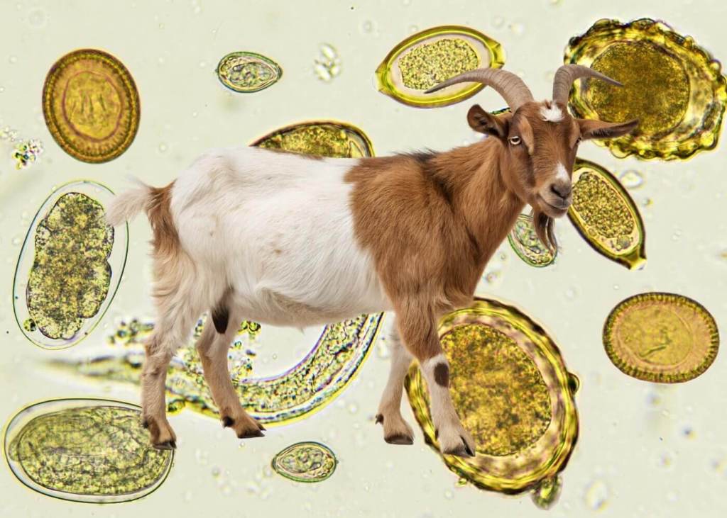 En Europa, hasta un 80 % de las granjas ya tienen parásitos resistentes a los tratamientos comunes.