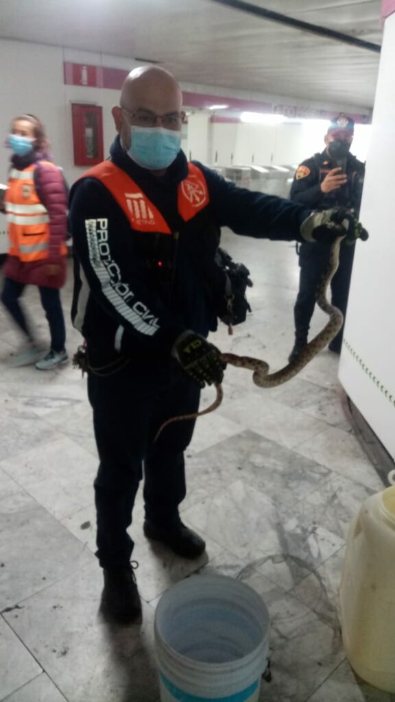 Serpiente en el Metro de CDMX