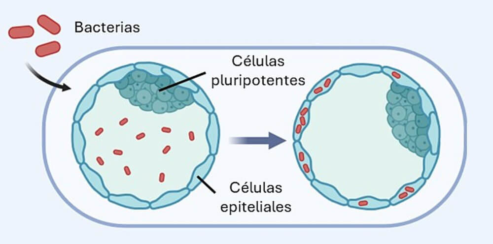 Figura 1. Esquema de un embrión antes de implantarse, con las distintas células que lo forman, que ingiere bacterias. Adaptado de Roncero-Carol et al, Cell Host & Microbe, 2025