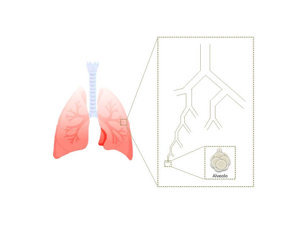 Ilustración que muestra de forma simplificada la ramificación de un pulmón de mamífero desde las vías aéreas altas hasta los alvéolos. Créditos: creación propia.