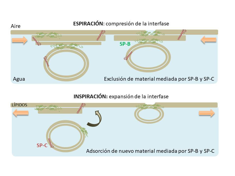 Figura 3. Durante la espiración, cuando la interfase que separa el interior del alveolo del exterior (aire) disminuye, las proteínas SP-B y SP-C desorben lípidos, que mantienen conectados a la interfase para que estén disponibles para su adsorción durante la siguiente inspiración, cuando el área de la superficie respiratoria vuelve a aumentar. Créditos: creación propia ACM.