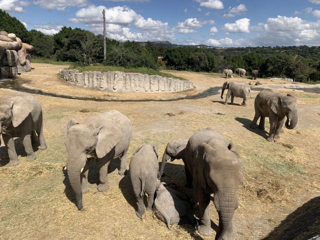 Boletos para Africam Safari