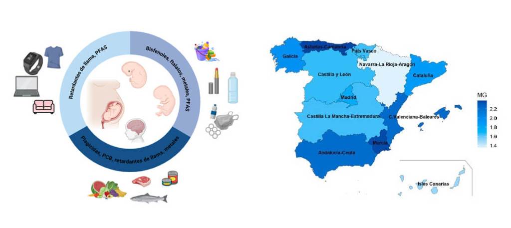 Imagen 3. Arriba se muestra un esquema de principales fuentes de exposición a contaminantes ambientales neurotóxicos. Fuente: Biorender / Autores. Abajo se muestra la distribución geográfica de los niveles mercurio en cabello de la población española. MG: media geométrica en ng/g de cabello. Fuente: BIOAMBIENT.ES.