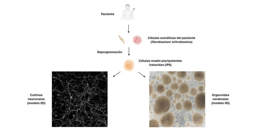 Imagen 4. Esquema del proceso de obtención y generación de modelos celulares humanos derivados de células madre, como cultivos neuronales y organoides cerebrales. Fuente: Biorender e imágenes propias de laboratorio/ Andrea Peña López.