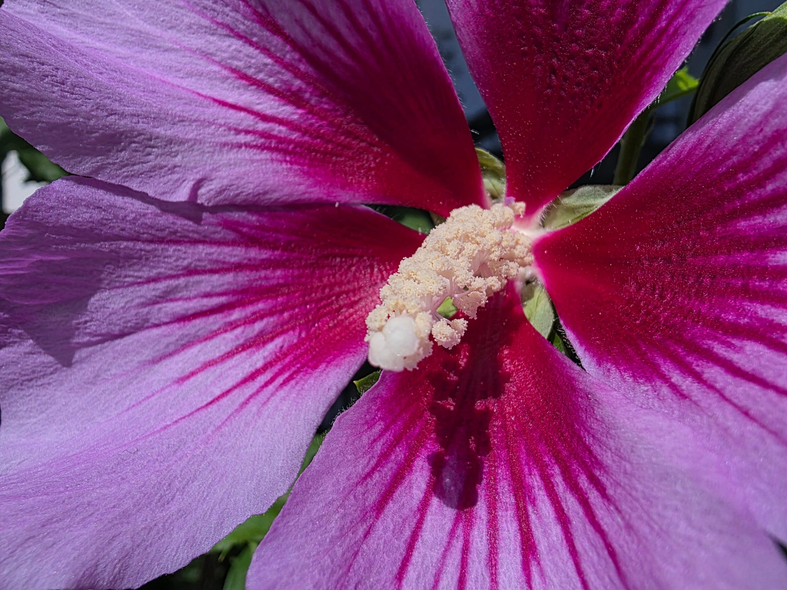 El detalle de las líneas rojizas y fucsias sobre los pétalos violáceos de una rosa de Siria.