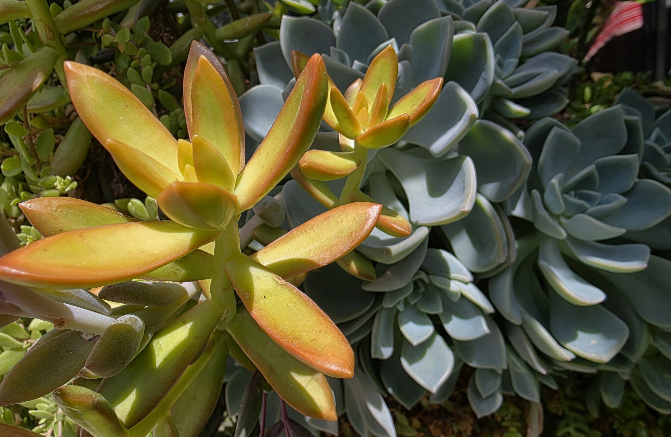 Un sedum dorado contrasta con los colores de sus hojas verdosas y anaranjadas con la madreperla plateada.