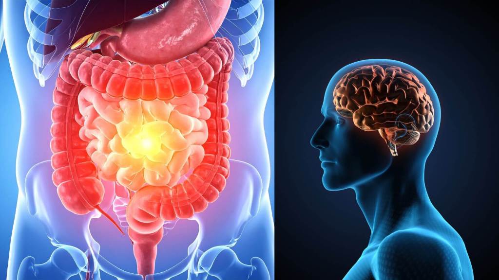 Intestino y cerebro