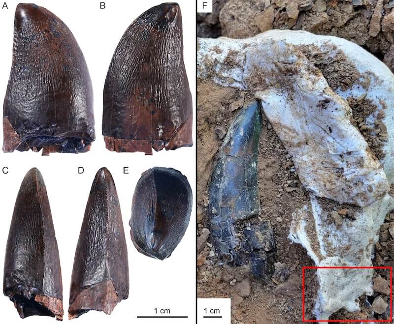 Diente fósil NDGS 12217, asignado a Prognathodontini indet., procedente de la Formación Hell Creek. Se muestran distintas vistas del ejemplar: lingual (A), labial (B), anterior (C), posterior (D) y oclusal (E). En la imagen (F) se indica el punto exacto de recuperación del fósil (recuadro rojo), en proximidad a un diente de Tyrannosaurus rex (NDGS 15125), dentro del yacimiento NDGS L4327. Crédito: BMC Zoology.