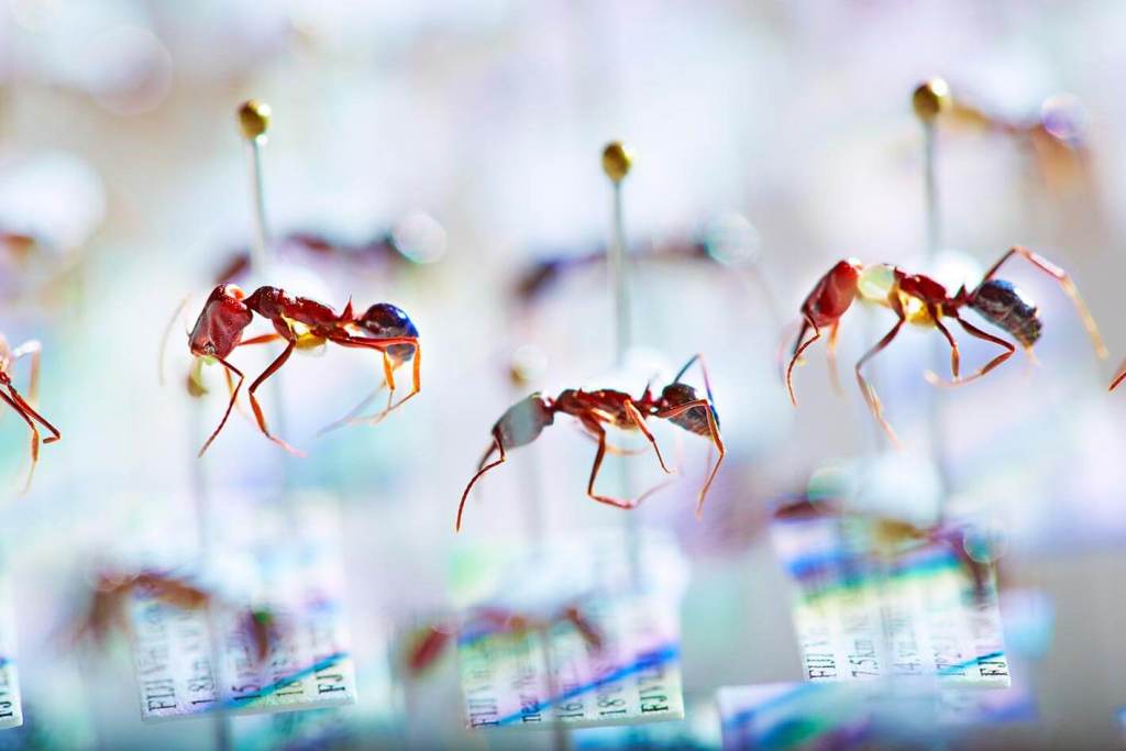 El “apocalipsis de insectos”- El 79 % de las hormigas endémicas de Fiyi está en declive y la genómica revela milenios de pérdida