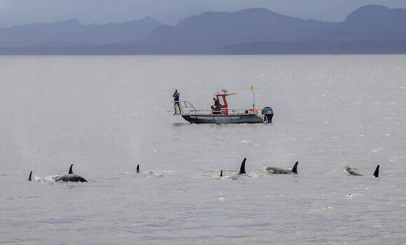 Nuevas grabaciones aéreas y submarinas muestran a orcas siguiendo a delfines durante la caza.