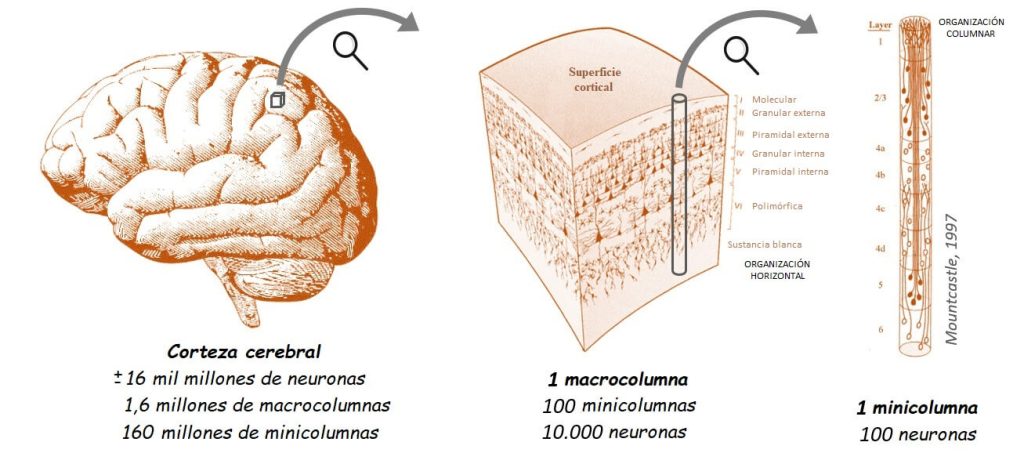 Las células de la corteza cerebral se organizan en 6 capas horizontales y en millones de columnas verticales. Eccles planteó previamente (se puede recurrir a su artículo de 1990 para una revisión) que las unidades receptivas básicas de la corteza cerebral eran agrupaciones de dendritas apicales de las neuronas piramidales de las láminas II, III y V. A cada uno de estos grupos, organizados en minicolumnas de aproximadamente 100 dendritas (1 para cada neurona, con cerca de 100.000 sinapsis), lo llamó dendrón, y estimó que habría unos 40 millones en la corteza humana (según estimaciones actuales, serían muchas más). A cada grupo le correspondería lo que llamo un psicón, una unidad mental única. De modo que el problema cerebro-mente se reducía a la interacción dendrón-psicón en cada una de esas 40 millones de parejas. Fuente: Edición propia.