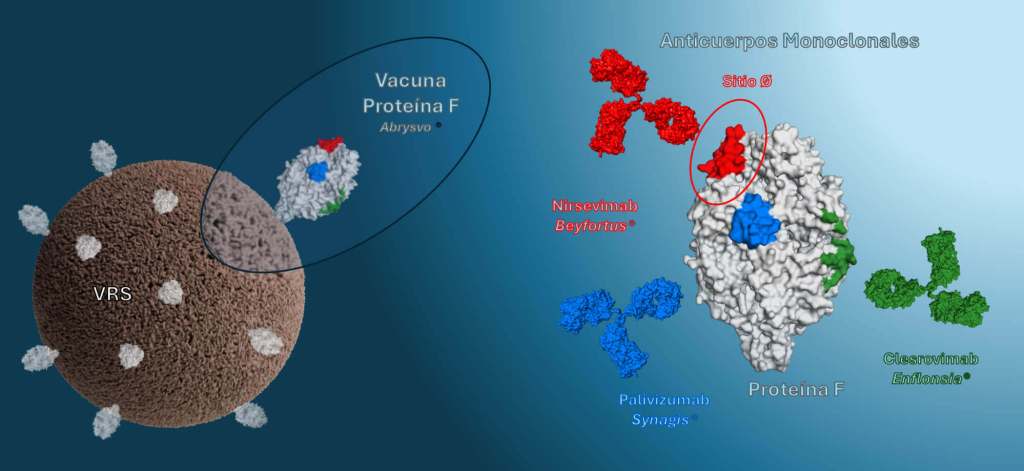 Proteger a los más pequeños frente al virus respiratorio sincitial- un hito en la historia de la salud pública con algunos retos pendientes 3