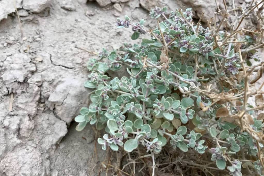 El arbusto Tidestromia oblongifolia es capaz de realizar la fotosíntesis a temperaturas más extremas que cualquier otra planta conocida