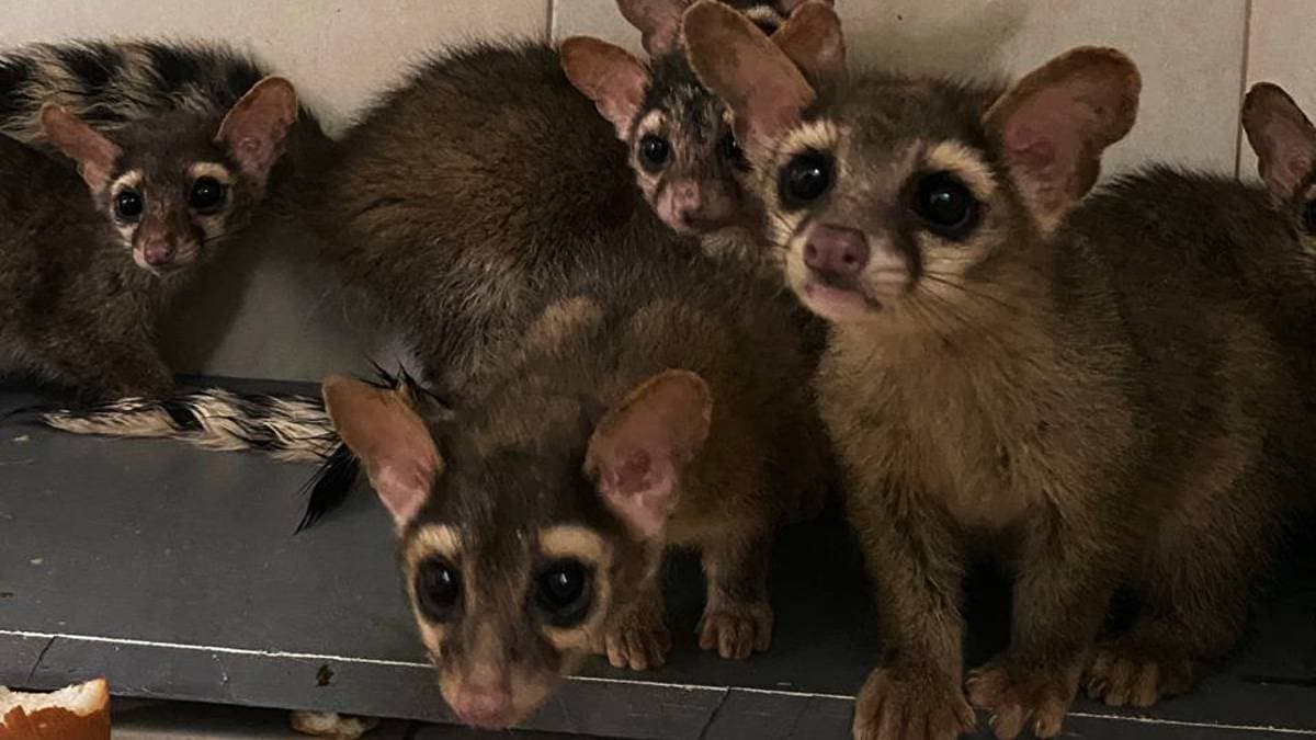 Los tlacuaches y los cacomixtles son los animales silvestres que más se rescatan en CDMX