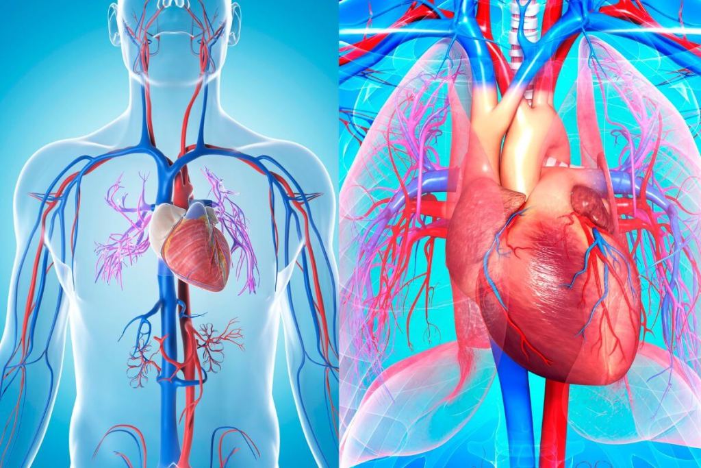Sistema cardiovascular