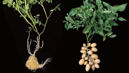 Una planta de etuberosum, sin tubérculos, y otra de patatas (derecha).