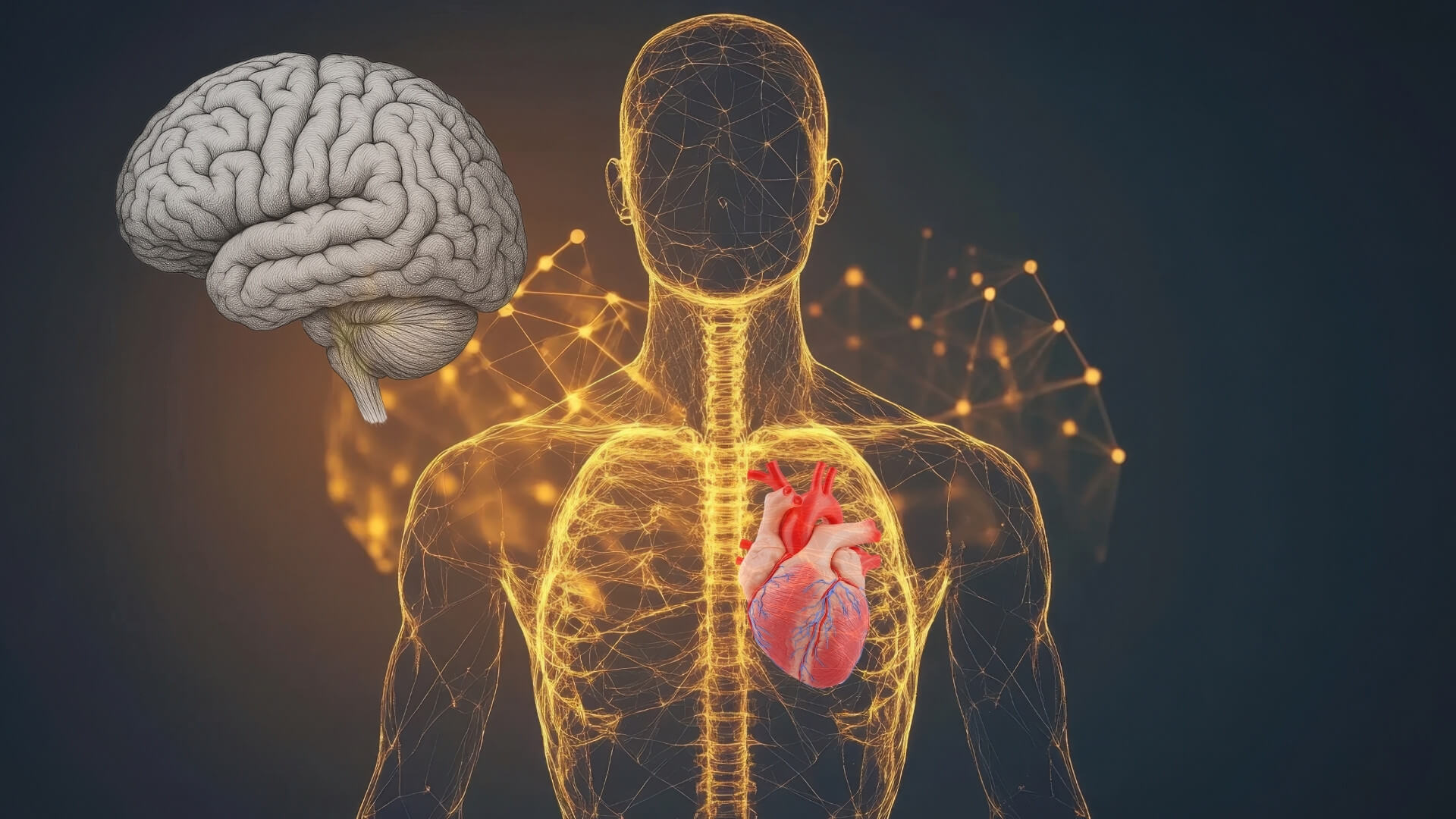 Un estudio del Max Planck revela que cada latido del corazón da forma a los pensamientos y emociones