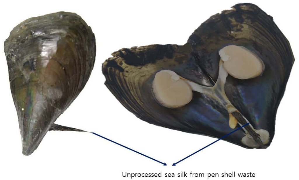 Material bruto de seda marina obtenido a partir de desechos de Atrina pectinata. Crédito: POSTECH