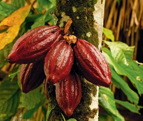 Vainas de cacao