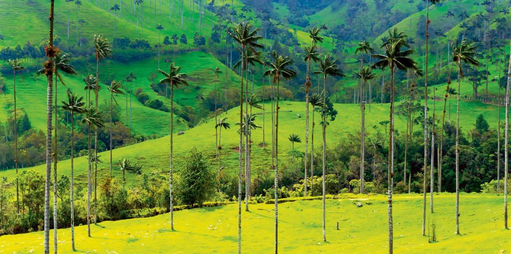 Valle de Cocora