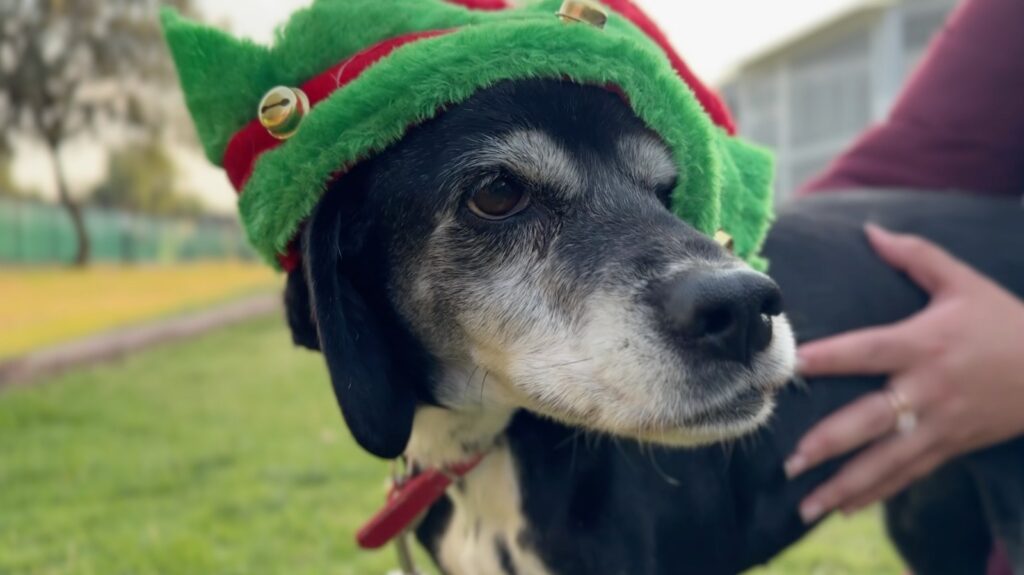 Los perritos seleccionados reciben las cartas electrónicamente y ayudan a confirmar a los niños que sus peticiones ya llegaron a Santa y a los Reyes Magos.