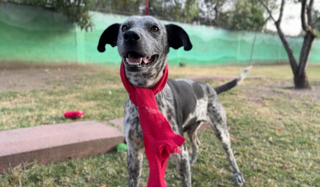 Durante la visita al CTC, las personas pueden conocer a los lomitos y colaborar mediante donaciones de alimentos y materiales para su cuidado.