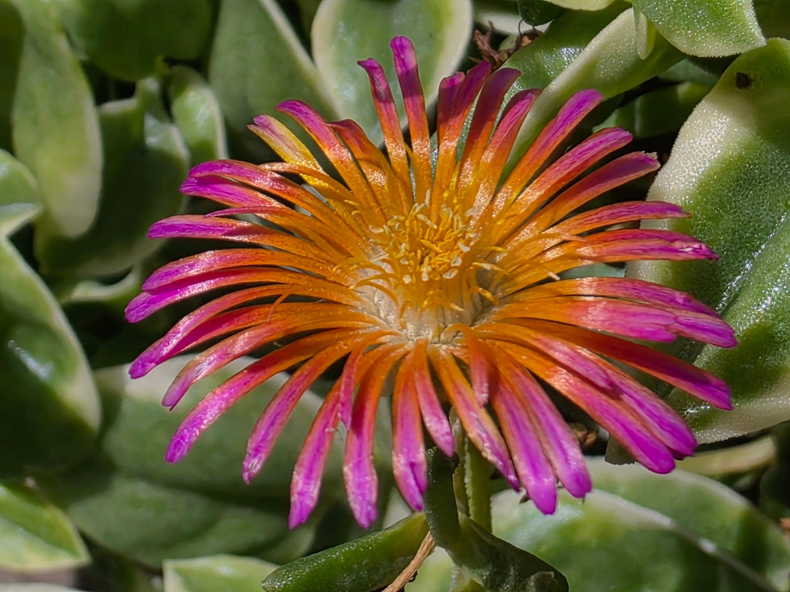 El brillo y los colores de la flor de un delosperma.