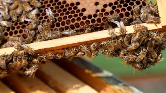 Un marco de madera del interior de una colmena que tiene muchas abejas reunidas alrededor de los agujeros hexagonales
