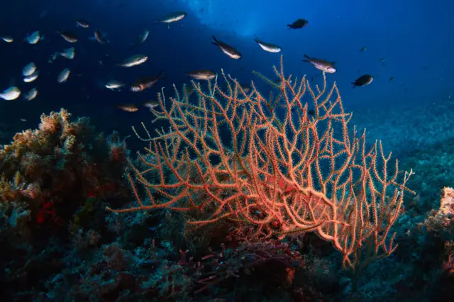 Un coral con varios peces nadando a su alrededor