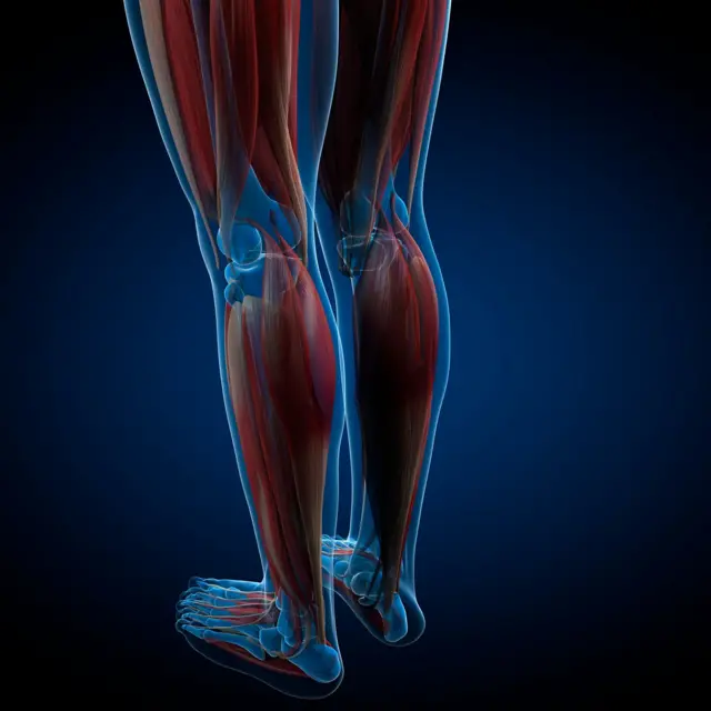 Ilustración 3D en la que se ven los músculos de las piernas