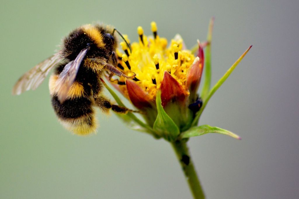 Un aspecto intrigante de Leioproctus barrydonovani es cómo se vincula con las especies de abejas que existen en la actualidad