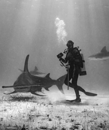 ¡Tiburones: Los reyes del mar en CDMX! Lánzate a la experiencia inmersiva estas vacaciones | Foto: Acuario Inbursa