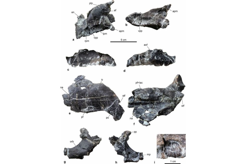 Detalle de los huesos del cráneo pertenecientes al ejemplar MTM 2025.1.1 de Ajkaceratops kozmai