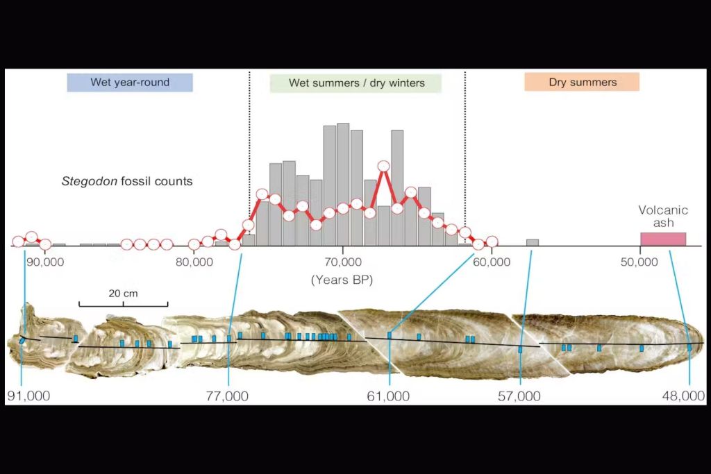 Corte transversal de la estalagmita utilizada en el estudio, donde se aprecian claramente sus capas de crecimiento
