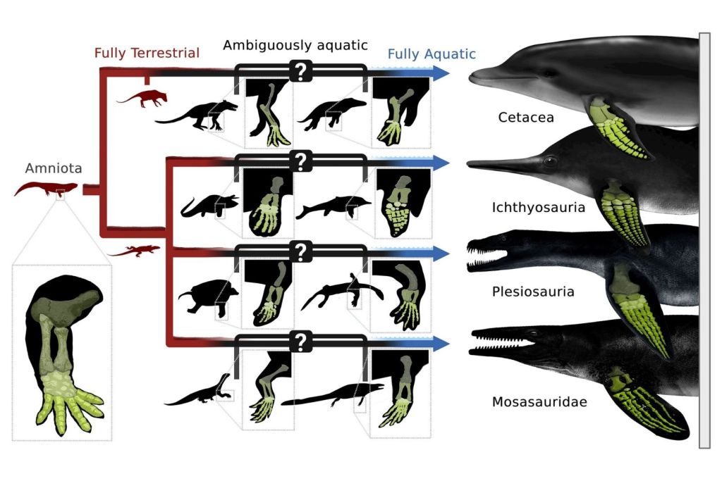 Una técnica reciente emplea modelos de aprendizaje automático entrenados con especies actuales para inferir los comportamientos acuáticos y las adaptaciones de tejidos blandos en criaturas extintas hace millones de años