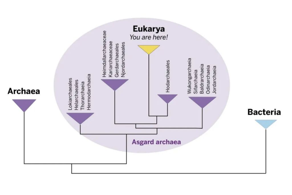 Una rama clave del árbol evolutivo de la vida