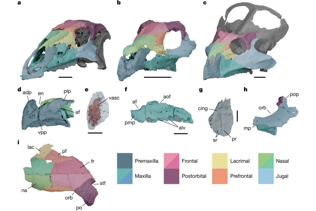 Reconstrucción digital del cráneo fosilizado de Ajkaceratops kozmai