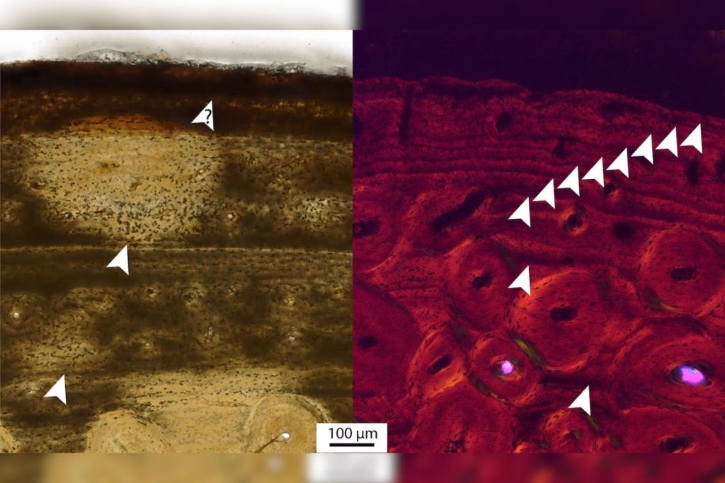 El análisis del hueso hioides reveló más anillos de crecimiento en el Nanotyrannus que en un joven T. rex, lo que indica que era un ejemplar adulto y una especie diferente