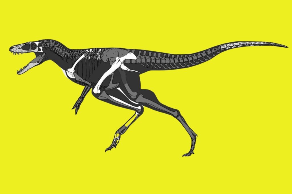 K. mongoliensis era considerablemente más pequeño que el temido T. rex, con una longitud aproximada de 4 metros de la cabeza a la cola