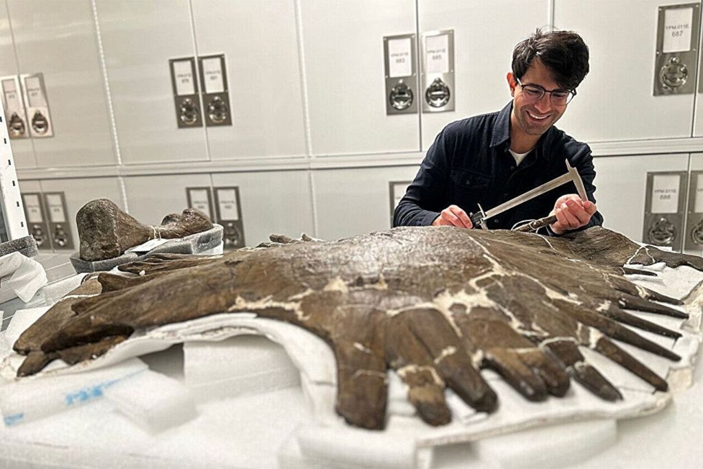 En el Museo Peabody de Yale, el paleontólogo Caleb Gordon analiza y registra las dimensiones de fósiles de tortugas prehistóricas