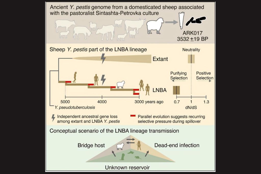 Infografía conceptual que ilustra cómo Yersinia pestis infectó a una oveja domesticada asociada a la cultura ganadera Sintashta-Petrovka hace más de 3.500 años