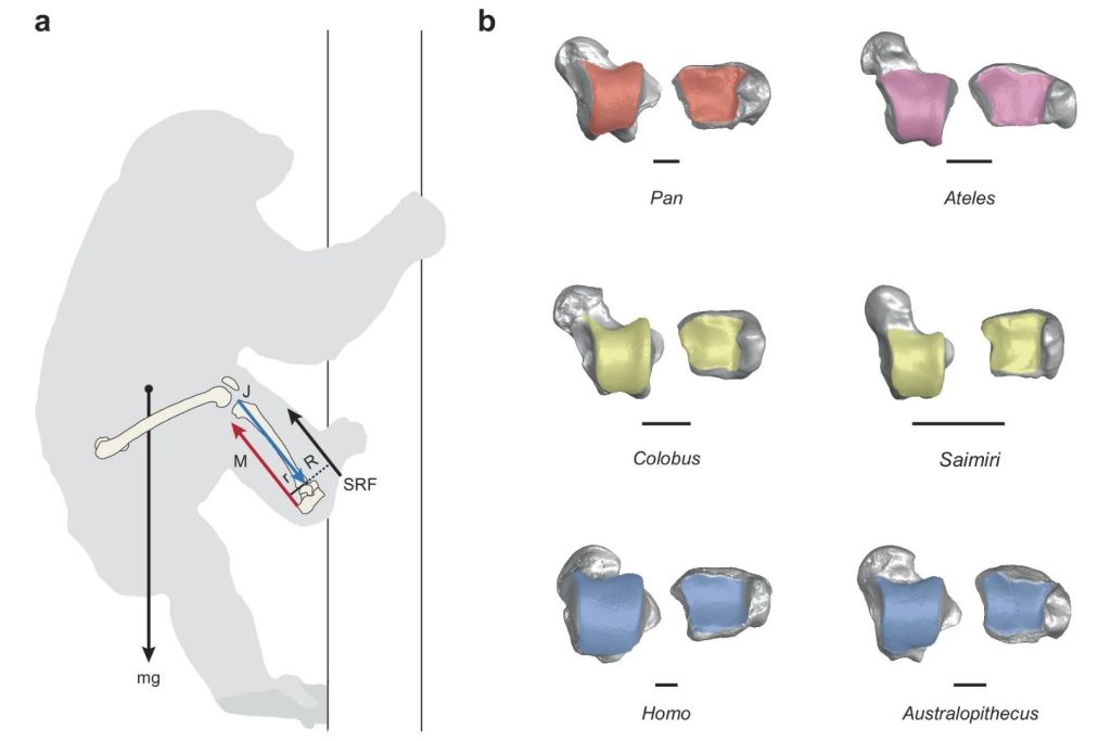 La biomecánica de la trepa vertical ofrece una explicación directa para la evolución convergente de la morfología del tobillo en simios africanos y monos atélidos