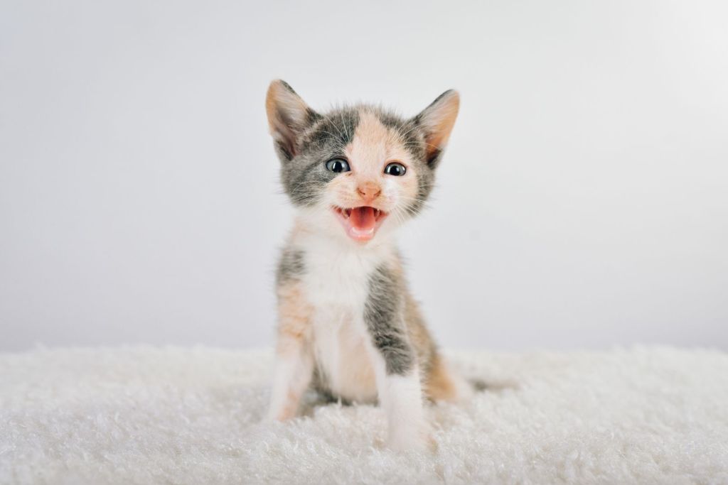 Se trataría de un sorprendente avance que cambia la comunicación humano-felina