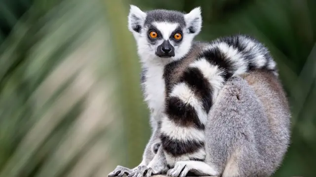 Un lémur con brillantes ojos naranjas mirando a algo fuera de cámara con su cola rayada en blanco y negro enroscada alrededor de él.