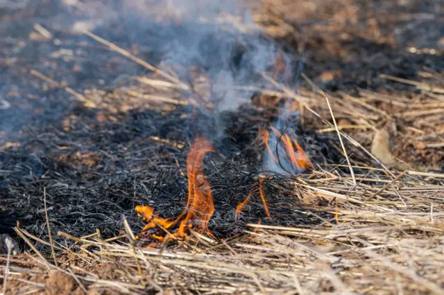 Vegetación seca se consume en un incendio