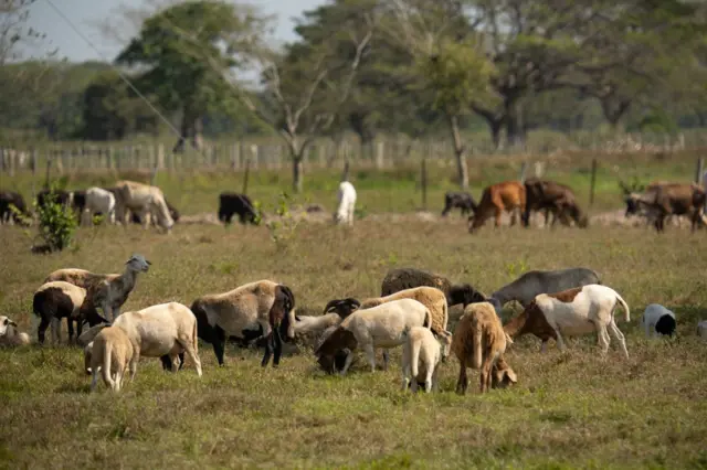 Un grupo de vacas en las llanuras del Rupununi.