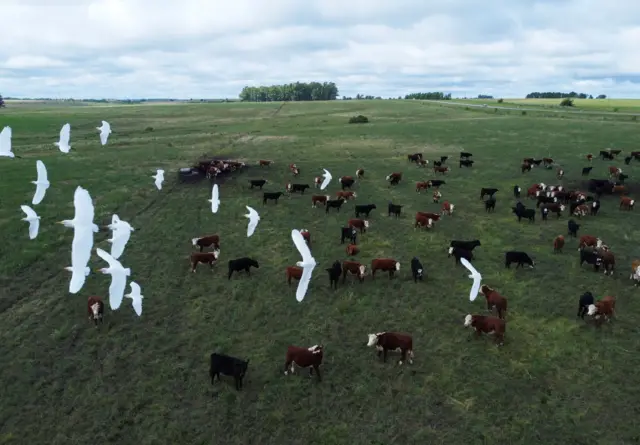 Vista aérea de un campo con vacas en Uruguay