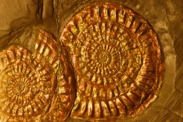 Fósiles de amonites con capa de concha iridiscente intacta, especie Ammonoidea, Período Jurásico, hace 144 a 208 millones de años, Lyme Regis, Dorset, Inglaterra, Reino Unido.