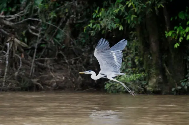 Un ave, en vuelo en el Parque Nacional Yasuní. 