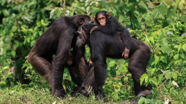 Una cría de chimpancé se aferra a la espalda de su madre. Esta se apoya en la cabeza y los hombros de otro chimpancé, con un fondo de exuberante vegetación.